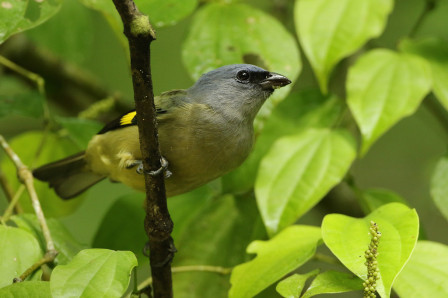 ...before we arrive at some famous fincas south of Lake Atitl&aacute;n, where species like Yellow-winged Tanager are common...