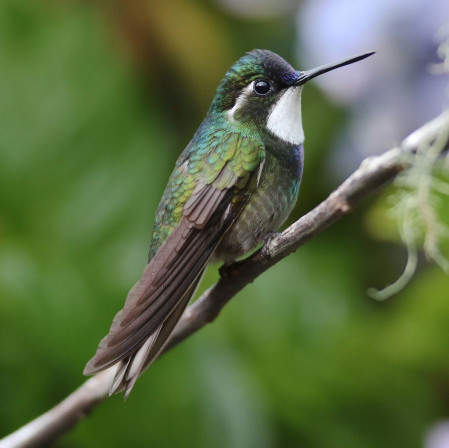 ...but it is perhaps the hummingbirds that steal the show in the highlands, here a White-throated Mountain-Gem...