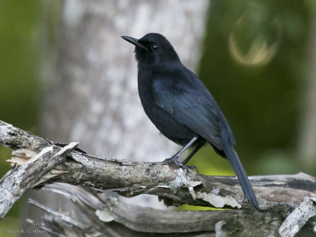 ...while it will be impossible to miss the ubiquitous Black Catbird.