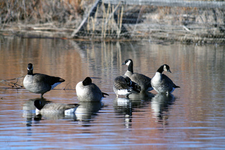 ...charmed by a diminutive Cackling Geese...