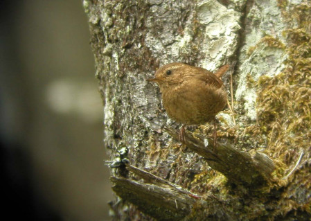 We&rsquo;ll spend a day in the Coast Range where we&rsquo;ll look for Pacific Wren...