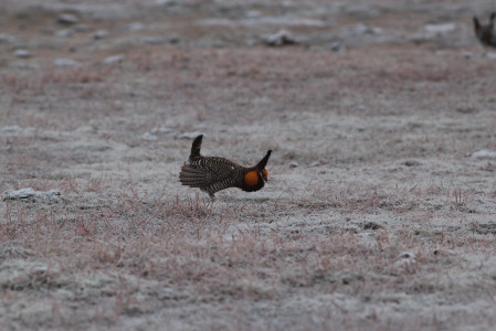 Our last stop will be the fantastic Greater Prairie-Chicken lek near Wray...
