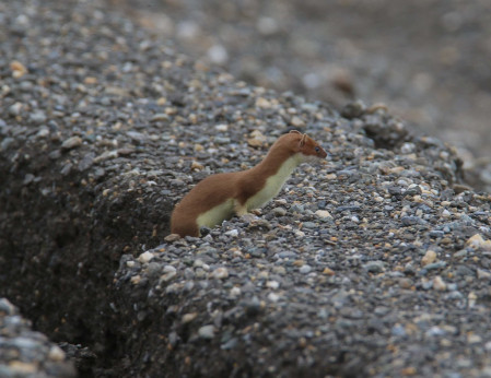 ...sprightly Short-tailed Weasels along the Nome roads.