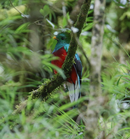...where the dazzling Resplendent Quetzales should quietly lurk in the canopy of fruiting trees...