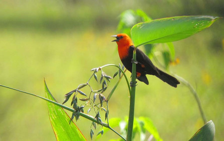 Many birds will be abundant, but we'll need luck to find a Scarlet-headed Blackbird in the roadside marshes.