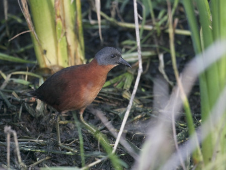 ...and the normally retiring Ruddy Crake...
