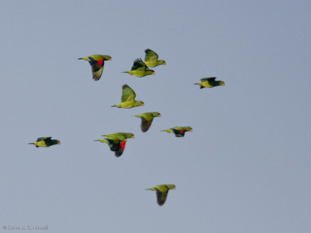 In the rich tropical forest near Carrillo Puerto we'll check the parrots carefully (here a group of White-fronteds)...
