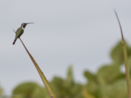 Mexican Sheartail is a local inhabitant of the coastal agave scrub...
