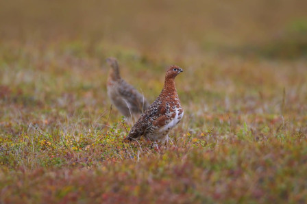 We'll have a day in Nome to look for mainland species such as Willow Ptarmigan...
