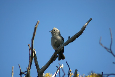 ...or amused by excitable Juniper Titmouse.