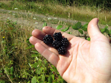 First of all, there are the wild blackberries in abundance...