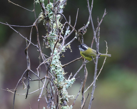 ..mixed tanager flocks should include Sooty-capped Chlorospingus...