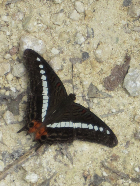 ...and endemic butterflies like this Modest Sister.

