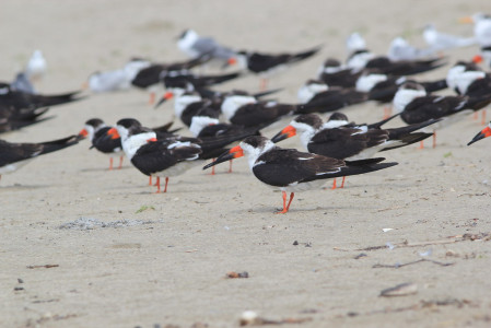 ... and get us close to flocks of gulls, terns and Black Skimmers on the beaches.