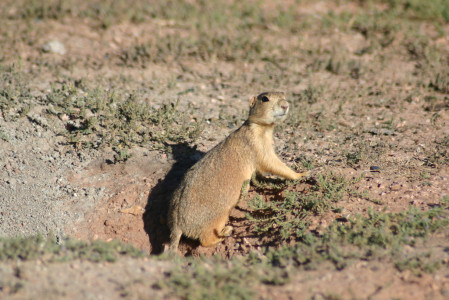 ...and Gunnison Prairie-Dogs can be common here as well.