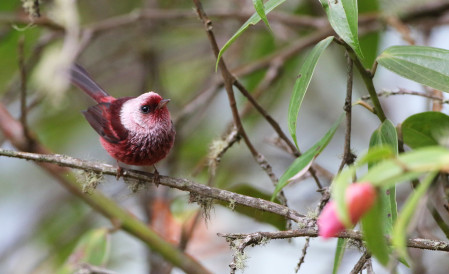 ...the incomparable Pink-headed Warbler! 