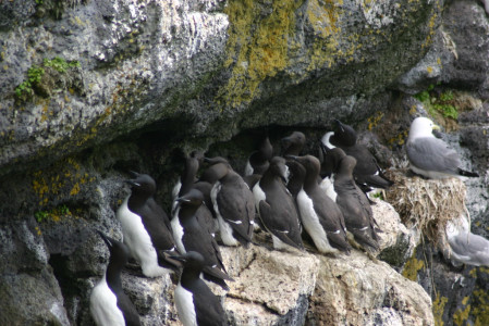 ...Common and Thick-billed Murres should still be around in good numbers...