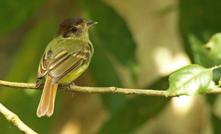 We'll have plenty of time to explore the trails around Tikal, looking for understory species like this Sepia-capped Flycatcher...