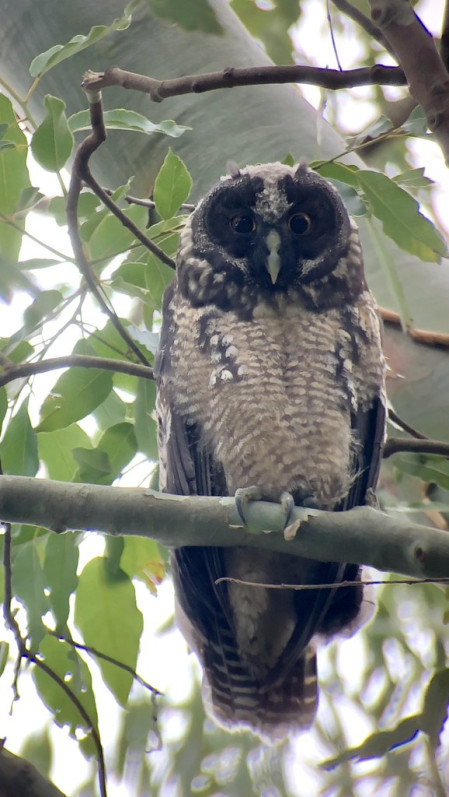 ...and maybe, if we're really lucky, a roosting Stygian Owl!