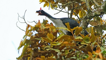...hopefully including the enigmatic Horned Guan! Those who don't head up a volcano can stay at lower elevations and search for other local specialties...