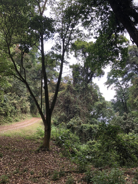 Our tour starts out in the cool cloud forests of Finca El PIlar, just a short drive from our comfortable hotel in Antigua...