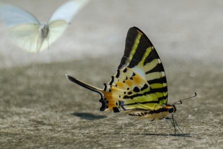 And there are some breathtaking insects - elegant butterflies&hellip;
