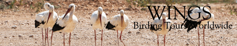 WINGS Birding Tours Worldwide